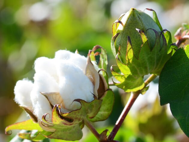 closeup of green cotton plant.