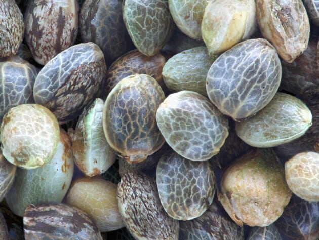 closeup of hemp seeds.