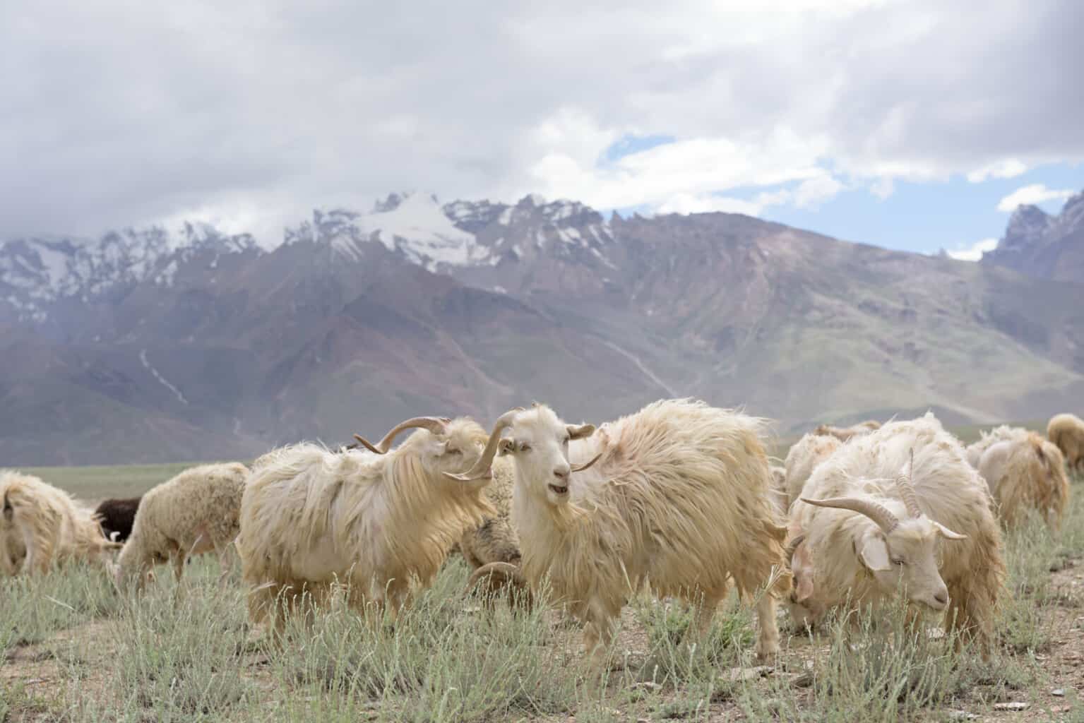 mountain goats.
