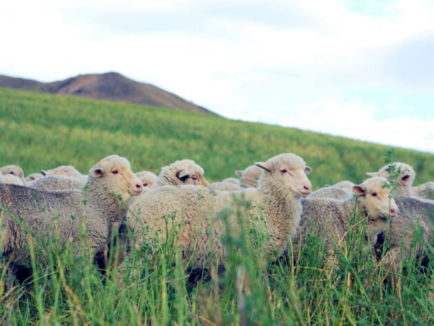 sheep grazing in a pasture.
