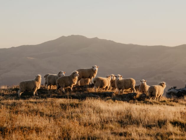 group of sheep in a field.