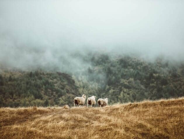 sheep on a hill.